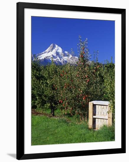 Red Bartlett Pears-Steve Terrill-Framed Photographic Print