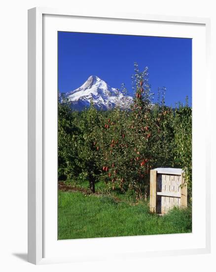Red Bartlett Pears-Steve Terrill-Framed Photographic Print