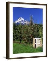 Red Bartlett Pears-Steve Terrill-Framed Photographic Print