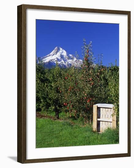 Red Bartlett Pears-Steve Terrill-Framed Photographic Print