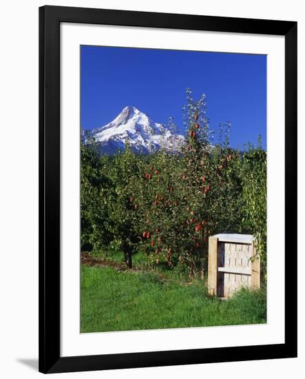 Red Bartlett Pears-Steve Terrill-Framed Photographic Print