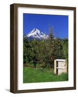 Red Bartlett Pears-Steve Terrill-Framed Photographic Print