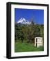 Red Bartlett Pears-Steve Terrill-Framed Photographic Print