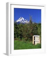 Red Bartlett Pears-Steve Terrill-Framed Photographic Print