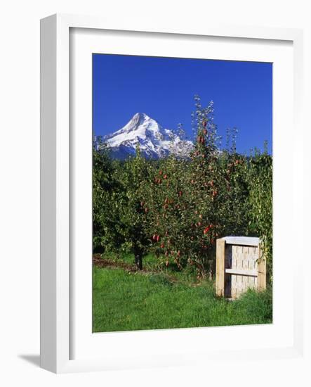 Red Bartlett Pears-Steve Terrill-Framed Photographic Print