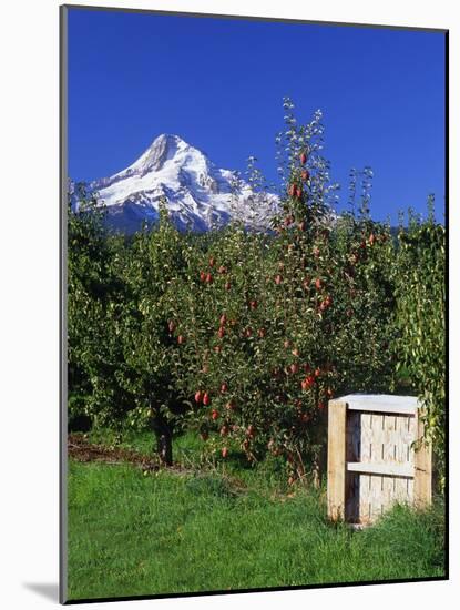 Red Bartlett Pears-Steve Terrill-Mounted Photographic Print