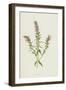 Red Bartsia (Chromolitho)-Frederick Edward Hulme-Framed Giclee Print