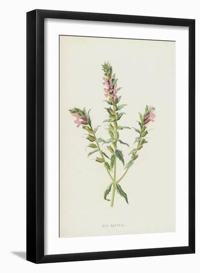 Red Bartsia (Chromolitho)-Frederick Edward Hulme-Framed Giclee Print