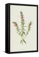 Red Bartsia (Chromolitho)-Frederick Edward Hulme-Framed Stretched Canvas