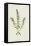 Red Bartsia (Chromolitho)-Frederick Edward Hulme-Framed Stretched Canvas