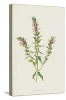 Red Bartsia (Chromolitho)-Frederick Edward Hulme-Stretched Canvas