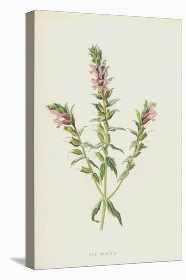 Red Bartsia (Chromolitho)-Frederick Edward Hulme-Stretched Canvas