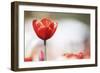 Red Beauty (2)-Incredi-Framed Giclee Print