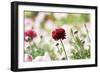 Red Beauty-Incredi-Framed Giclee Print