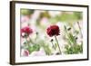 Red Beauty-Incredi-Framed Giclee Print