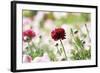 Red Beauty-Incredi-Framed Giclee Print