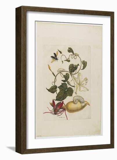 Red Beetle, White Morning Glory, 1705-1771-Maria Sibylla Graff Merian-Framed Giclee Print