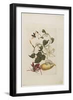 Red Beetle, White Morning Glory, 1705-1771-Maria Sibylla Graff Merian-Framed Giclee Print