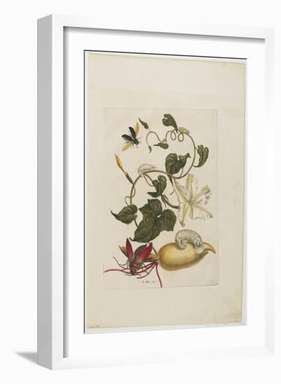 Red Beetle, White Morning Glory, 1705-1771-Maria Sibylla Graff Merian-Framed Giclee Print