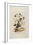 Red Beetle, White Morning Glory, 1705-1771-Maria Sibylla Graff Merian-Framed Giclee Print