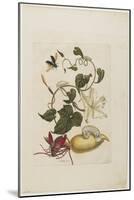 Red Beetle, White Morning Glory, 1705-1771-Maria Sibylla Graff Merian-Mounted Giclee Print