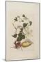 Red Beetle, White Morning Glory, 1705-1771-Maria Sibylla Graff Merian-Mounted Giclee Print