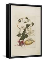 Red Beetle, White Morning Glory, 1705-1771-Maria Sibylla Graff Merian-Framed Stretched Canvas