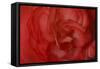 Red Begonia Closeup-Anna Miller-Framed Stretched Canvas