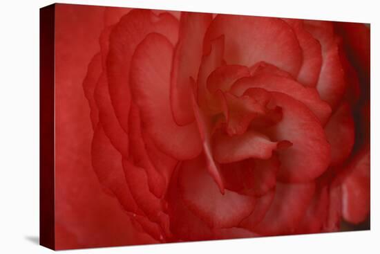 Red Begonia Closeup-Anna Miller-Stretched Canvas