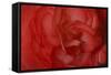 Red Begonia Closeup-Anna Miller-Framed Stretched Canvas