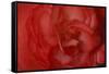 Red Begonia Closeup-Anna Miller-Framed Stretched Canvas