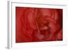 Red Begonia Closeup-Anna Miller-Framed Photographic Print