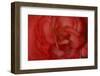 Red Begonia Closeup-Anna Miller-Framed Photographic Print