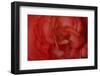 Red Begonia Closeup-Anna Miller-Framed Photographic Print