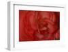 Red Begonia Closeup-Anna Miller-Framed Photographic Print