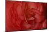 Red Begonia Closeup-Anna Miller-Mounted Photographic Print