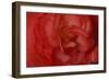 Red Begonia Closeup-Anna Miller-Framed Photographic Print