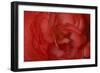 Red Begonia Closeup-Anna Miller-Framed Photographic Print