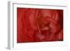 Red Begonia Closeup-Anna Miller-Framed Photographic Print