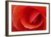 Red Begonia Flower, Victoria, British Columbia-Terry Eggers-Framed Photographic Print