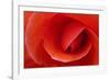 Red Begonia Flower, Victoria, British Columbia-Terry Eggers-Framed Photographic Print