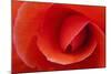 Red Begonia Flower, Victoria, British Columbia-Terry Eggers-Mounted Photographic Print