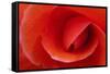 Red Begonia Flower, Victoria, British Columbia-Terry Eggers-Framed Stretched Canvas