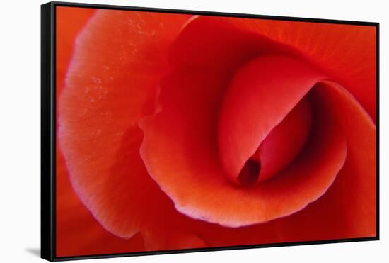 Red Begonia Flower, Victoria, British Columbia-Terry Eggers-Framed Stretched Canvas