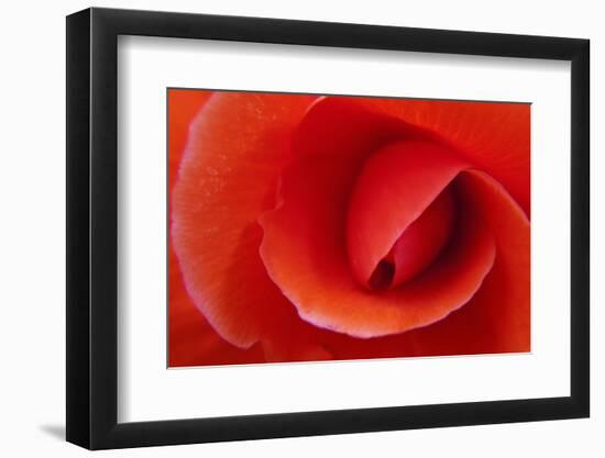 Red Begonia Flower, Victoria, British Columbia-Terry Eggers-Framed Photographic Print