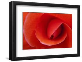 Red Begonia Flower, Victoria, British Columbia-Terry Eggers-Framed Photographic Print