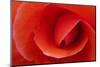 Red Begonia Flower, Victoria, British Columbia-Terry Eggers-Mounted Photographic Print
