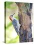 Red-Beilled Woodpecker-Gary Carter-Stretched Canvas