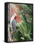 Red-Beilled Woodpecker-Gary Carter-Framed Stretched Canvas