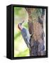 Red-Beilled Woodpecker-Gary Carter-Framed Stretched Canvas